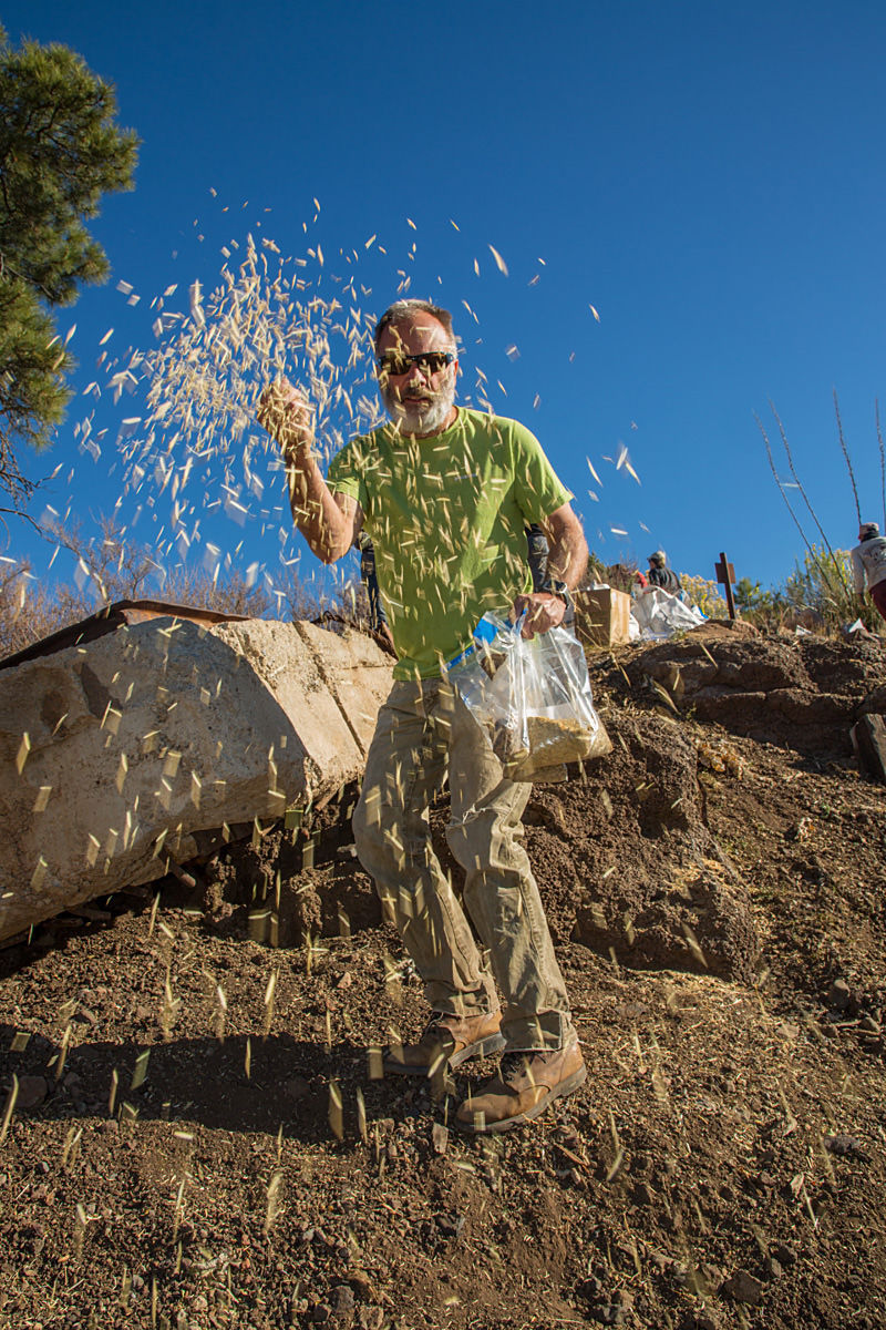 Sowing native grass